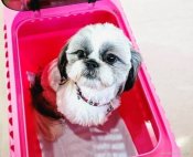 シーズー【・女の子・2022年5月19日・ゴールド&ホワイト】