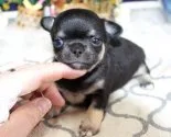 チワワ(スムース)【福岡県・女の子・2020年6月6日・ブラックタン&ホワイトマーキング】の写真4