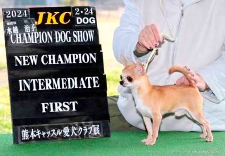 チワワ(スムース)【・男の子・2022年6月20日・レッド】