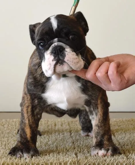 パグ 様のお迎えした子犬