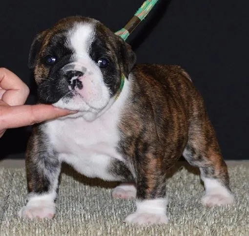 とら 様のお迎えした子犬
