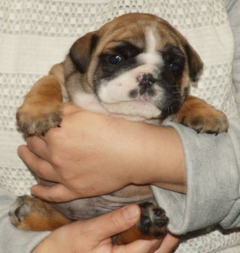 ブルドッグ【北海道・男の子・2016年3月23日・レッド】の写真「コンパクトで犬質良い子です！」