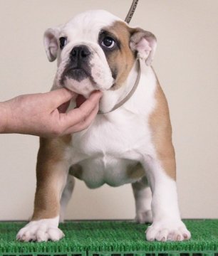 ブルドッグ【北海道・女の子・2020年3月6日・レッド&ホワイト】の写真「血統優秀、ハイレベルな女の子！」