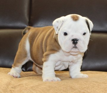 ブルドッグ【北海道・男の子・2016年7月27日・レッド&ホワイト】の写真「父犬はチャンピオン！ハイレベルな男の子！」