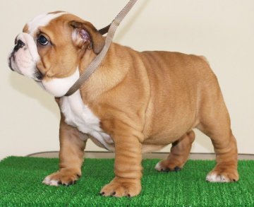 ブルドッグ【北海道・女の子・2019年4月30日・レッド】の写真「ハイグレード血統優秀、素晴らしい女の子！！！」