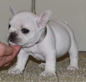 フレンチブルドッグ【北海道・男の子・2015年6月22日・クリーム】の写真「コンパクトで可愛い男の子！！！」