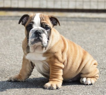 ブルドッグ【北海道・男の子・2016年1月25日・レッド】の写真「１５日間限定価格！！！」