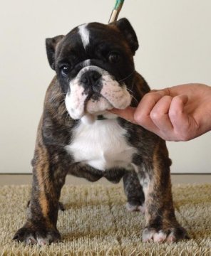 ブルドッグ【北海道・女の子・2014年1月25日・ブリンドル】の写真「春の特別価格！１週間限定です！」