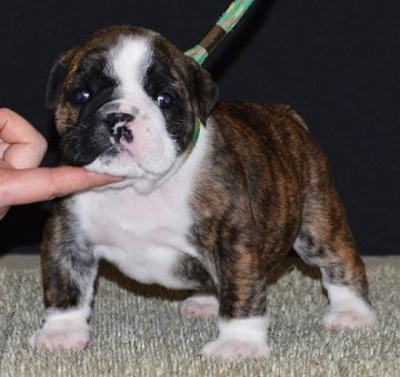 ブルドッグ【北海道・男の子・2014年1月25日・ブリンドル&ホワイト】の写真「ハイグレードなブルドッグ！！！」