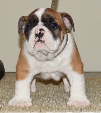 ブルドッグ【北海道・男の子・2015年8月13日・レッド&ホワイト】の写真「ハイグレード！骨量のある子です！」