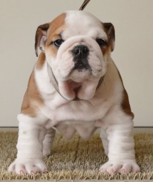 ブルドッグ【北海道・男の子・2015年3月27日・レッド&ホワイト】の写真「ハイグレード！コンパクトな男の子！」