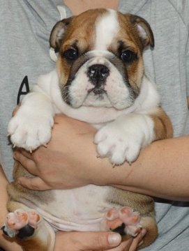 ブルドッグ【北海道・男の子・2015年4月25日・レッド&ホワイト】の写真「ハイグレード！小ぶりで可愛い男の子！」