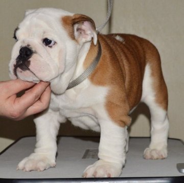 ブルドッグ【北海道・女の子・2015年10月10日・レッド&ホワイト】の写真「顔の素晴らしい女の子！」