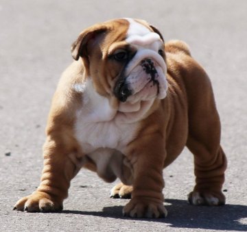 ブルドッグ【北海道・女の子・2019年2月12日・レッド】の写真「名血から誕生した素晴らしい女の子！」