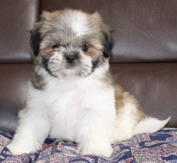 シーズー【北海道・男の子・2019年12月23日・ホワイト&ゴールド】の写真「格安です！ぽっちゃりの可愛い男の子！」