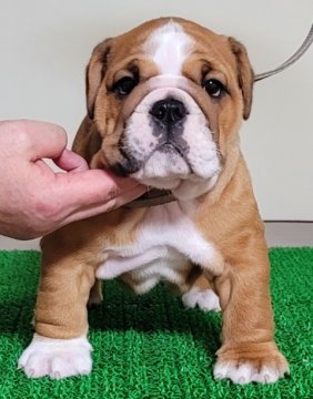 ブルドッグ【北海道・男の子・2021年8月17日・レッド】の写真「父はチャンピオン！骨量のあるずんぐりした男の子！」