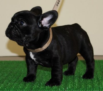 フレンチブルドッグ【北海道・男の子・2018年8月27日・ブリンドル】の写真「血統優秀、ごついハイグレードな男の子」