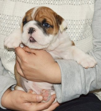 ブルドッグ【北海道・男の子・2016年3月23日・レッド&ホワイト】の写真「お顔の可愛い男の子！」