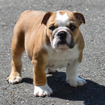 ブルドッグ【北海道・女の子・2014年4月5日・レッド&ホワイト】の写真「ハイグレード！迫力ある女の子！！！」