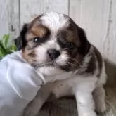 ミックス(チワワ×シーズー)【千葉県・男の子・2025年6月25日・ホワイト&ブラウン】の写真10