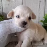 チワックス(チワワ×ダックスフンド)【千葉県・女の子・2025年3月13日・クリーム】の写真11