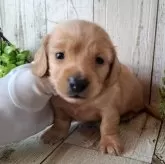 ミニチュアダックスフンド(ロング)【千葉県・女の子・2025年10月23日・ゴールド】の写真12