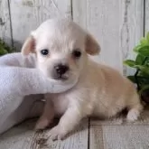 チワックス(チワワ×ダックスフンド)【千葉県・女の子・2025年3月13日・クリーム】の写真12