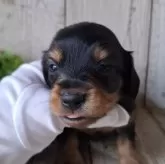 ミニチュアダックスフンド(ロング)【千葉県・男の子・2025年10月2日・ブラック&タン】の写真12