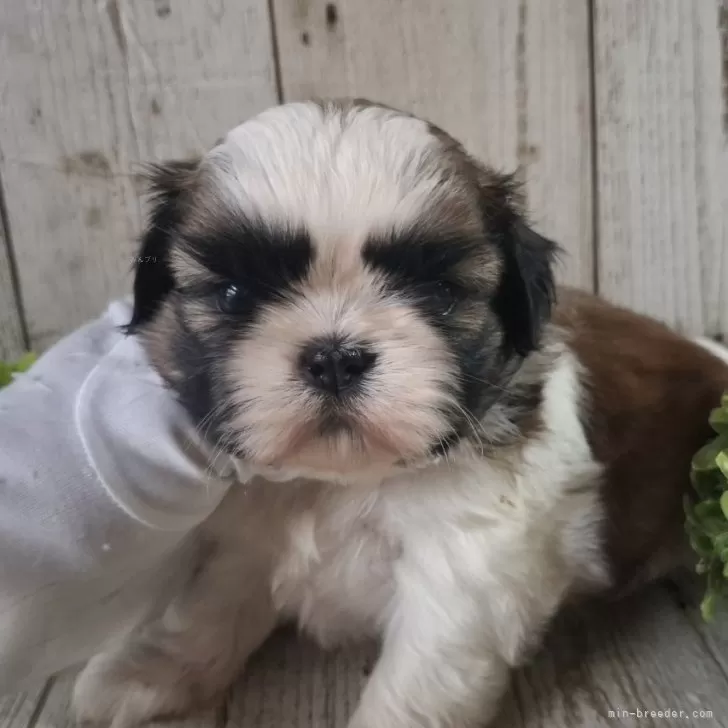 N.Ｉ 様のお迎えした子犬