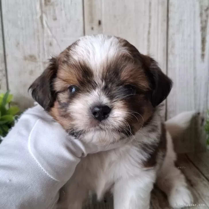 ID:2507-08308の子犬