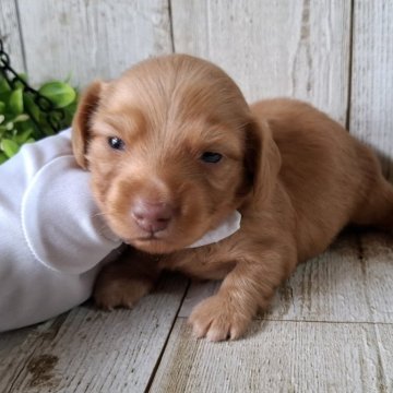 ミニチュアダックスフンド(ロング)【千葉県・男の子・2025年10月2日・ゴールド】の写真「このワンちゃんの見学は11月27日で終了となります」