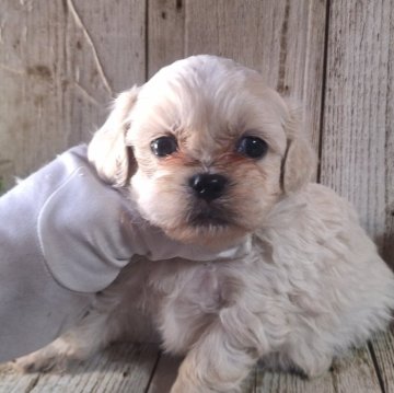 ペキプー(トイプードル×ペキニーズ)【千葉県・女の子・2025年1月8日・クリーム】の写真「このワンちゃんの見学は3月7日で終了となります」