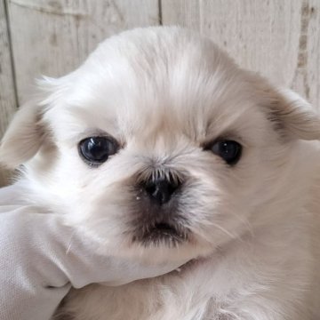 ペキニーズ【千葉県・男の子・2025年10月30日・ホワイト】の写真「このワンちゃんの見学は12月25日で終了となります」