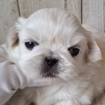 ペキニーズ【千葉県・男の子・2025年10月30日・ホワイト】の写真「このワンちゃんの見学は12月25日で終了となります」