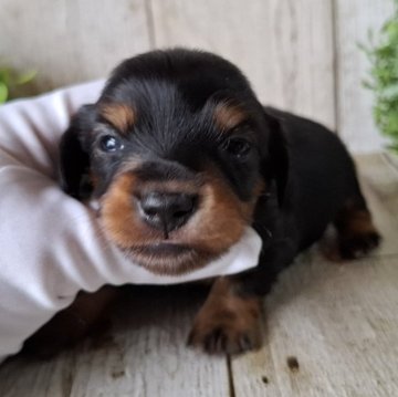 ミニチュアダックスフンド(ロング)【千葉県・男の子・2025年10月2日・ブラック&タン】の写真「このワンちゃんの見学は11月27日で終了となります」