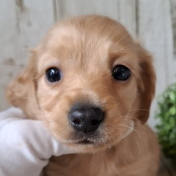 ミニチュアダックスフンド(ロング)【千葉県・女の子・2025年10月23日・ゴールド】の写真「このワンちゃんの見学は12月19日で終了となります」