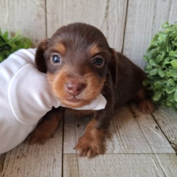 ミニチュアダックスフンド(ロング)【千葉県・男の子・2025年10月2日・チョコレート&タン】の写真「このワンちゃんの見学は11月27日で終了となります」