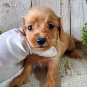 ミニチュアダックスフンド(ロング)【千葉県・女の子・2025年9月11日・ゴールド】の写真「このワンちゃんの見学は11月6日で終了となります」