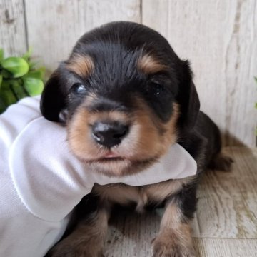 ミニチュアダックスフンド(ロング)【千葉県・男の子・2025年10月2日・ブラック&タン】の写真「このワンちゃんの見学は11月27日で終了となります」