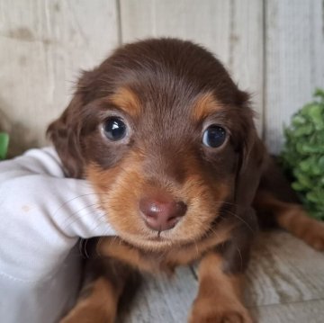 ミニチュアダックスフンド(ロング)【千葉県・男の子・2025年10月2日・チョコレート&タン】の写真「このワンちゃんの見学は11月27日で終了となります」