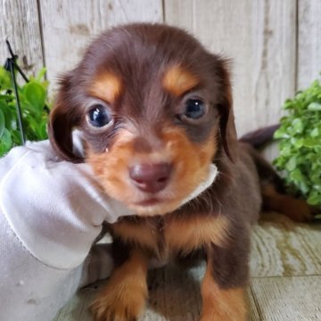 ミニチュアダックスフンド(ロング)【千葉県・男の子・2025年9月11日・チョコレート&タン】の写真「このワンちゃんの見学は11月6日で終了となります」