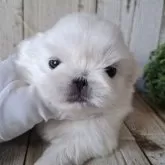 ペキニーズ