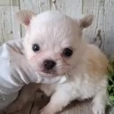 チワワ(ロング)