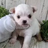 チワワ(ロング)