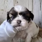 シーズー