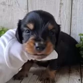 ミニチュアダックスフンド(ロング)【千葉県・男の子・2025年10月2日・ブラック&タン】の写真1