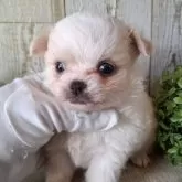 チワワ(ロング)