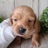 ミニチュアダックスフンド(ロング)【千葉県・女の子・2025年10月23日・ゴールド】の写真2