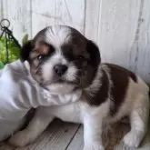 ミックス(チワワ×シーズー)【千葉県・男の子・2025年6月25日・ホワイト&ブラウン】の写真4