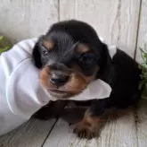 ミニチュアダックスフンド(ロング)【千葉県・男の子・2025年10月2日・ブラック&タン】の写真5